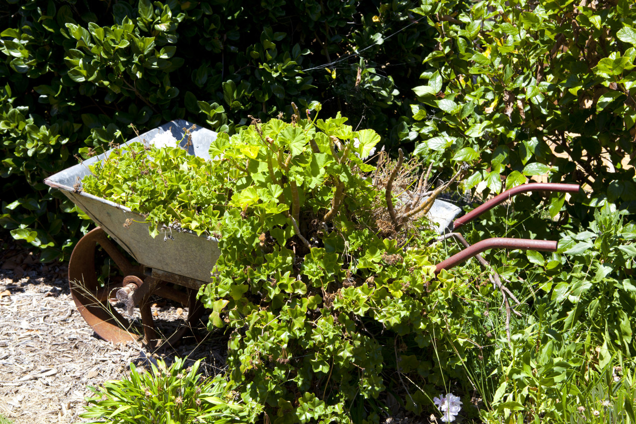 Curiosity in the Garden